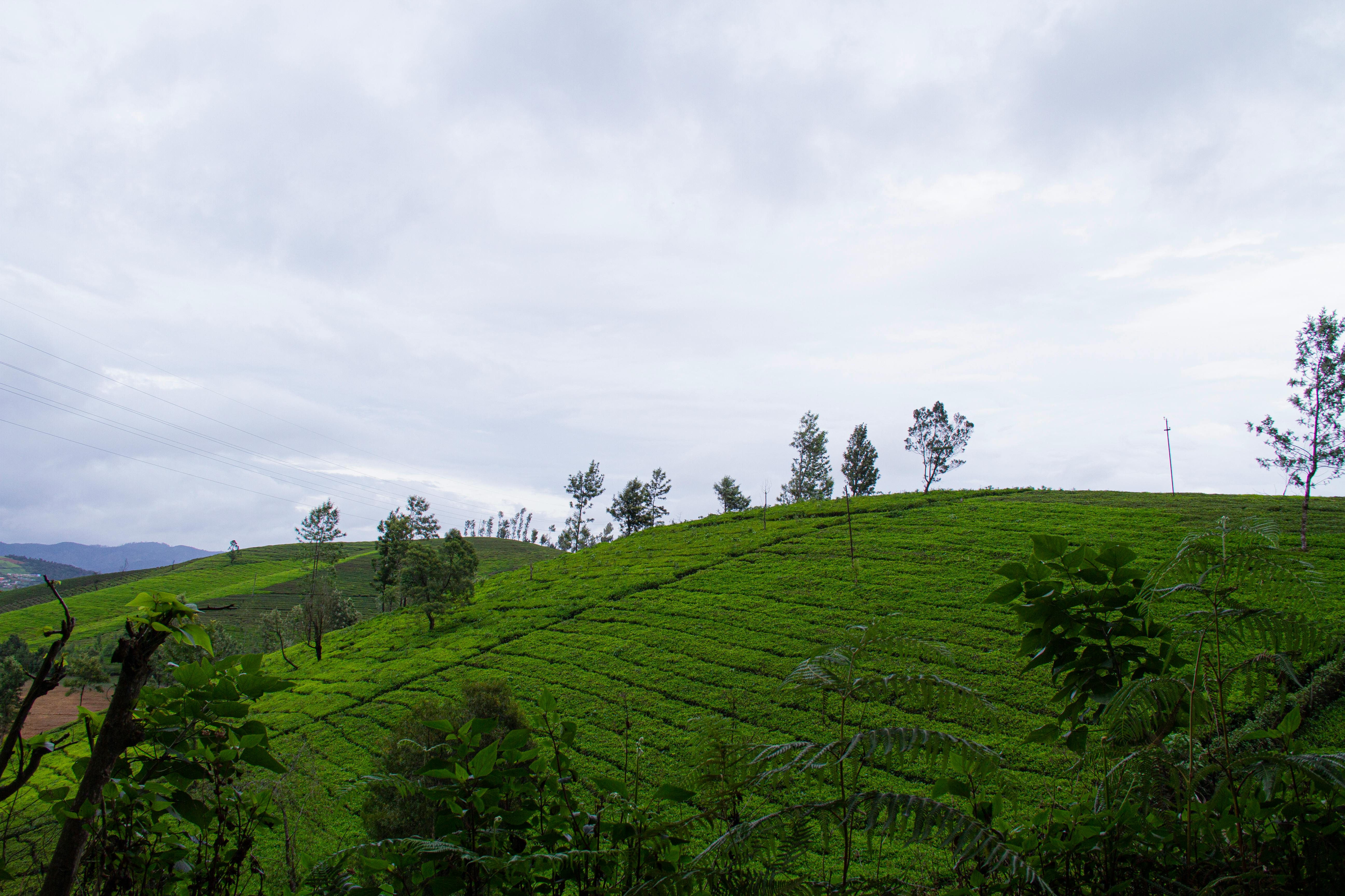 Ooty - Charming hill station with tea gardens