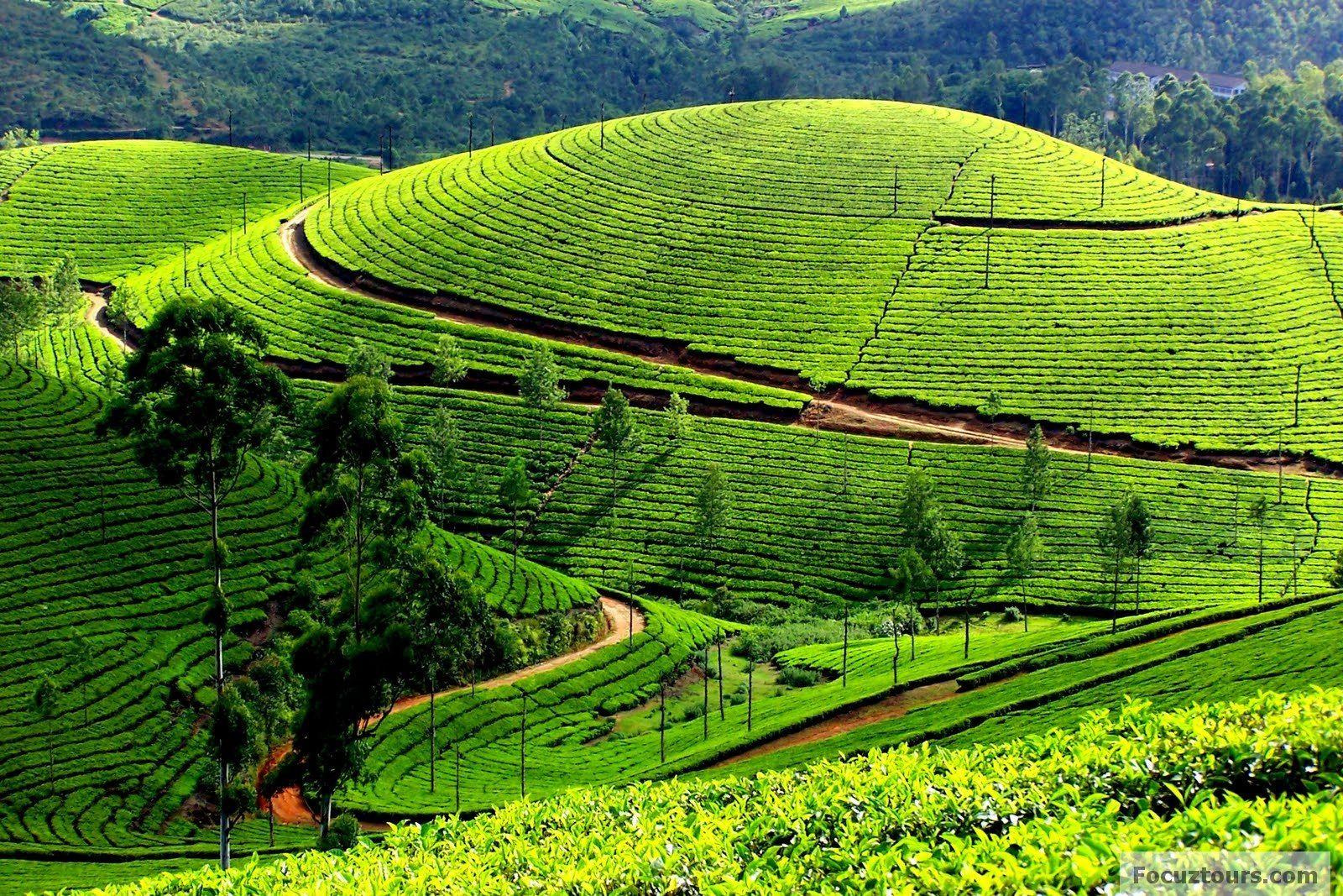 Ooty Landscape